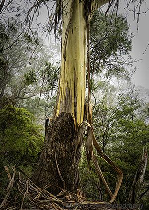 Gum Bark